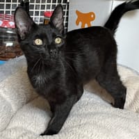 NOUNI, chat à adopter