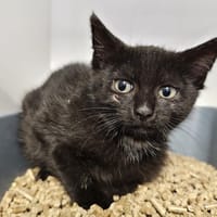 TINKY, chat à adopter