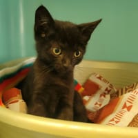 MATOU, chat à adopter