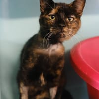 HELIOS, chatte à adopter