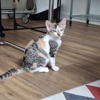 FLOCON, chatte à adopter