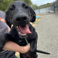 TOPAZE VAA, chien à adopter