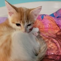 Pipette, chatte à adopter