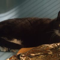 CHIMUELO, chat à adopter