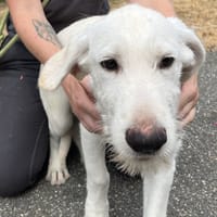 AGATE VAA, chien à adopter