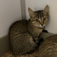 Selma, chatte à adopter