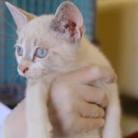 STEVENS, chat à adopter