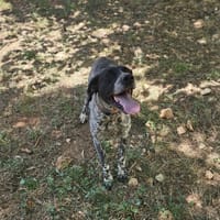 SULTANE, chienne à adopter