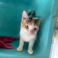 HELENE, chatte à adopter