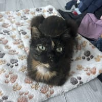 POLARIS C, chatte à adopter