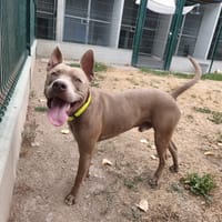 VOLF, chien à adopter