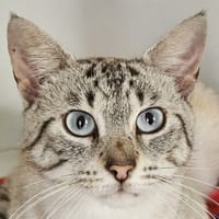 VEHA, chat à adopter