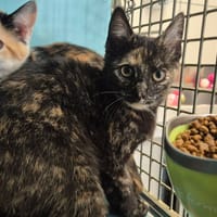 KONATE QCT, chatte à adopter