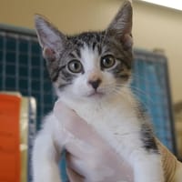 TABITHA, chatte à adopter