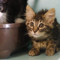 CLOTILLON, chat à adopter