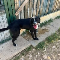 BILLY, chien à adopter