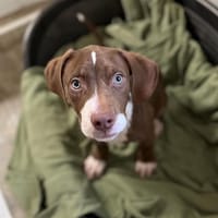 DUMBO, chien à adopter