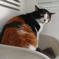 MARVEL, chatte à adopter
