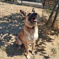 GRANT, chien à adopter