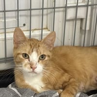ANDREA, chatte à adopter