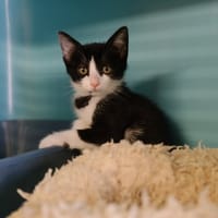 GARZA, chatte à adopter