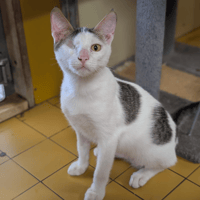 RIKY A17439, chat à adopter