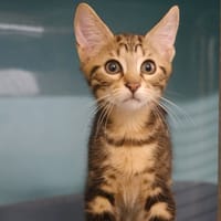CLOTIFLORE, chatte à adopter
