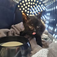 Taaroa, chat à adopter