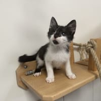 BRUCE, chat à adopter