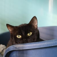 CHORIZO, chat à adopter