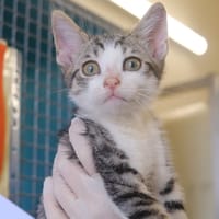 MATTHEWS, chat à adopter