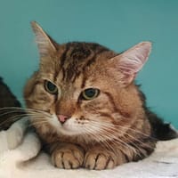 GRINCHEUX CHA, chat à adopter