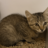 Ousmane, chat à adopter