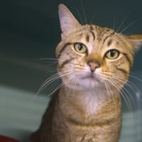 PITTS, chat à adopter