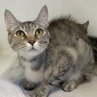 JULIA, chatte à adopter