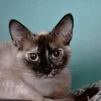 Tina, chatte à adopter