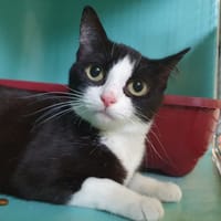 OREO, chatte à adopter