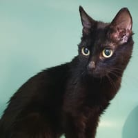 AMANDE CHA, chatte à adopter