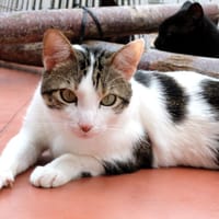 BILBAO A17479, chat à adopter
