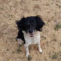 Oscar, chien à adopter