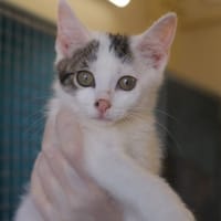 SARA, chatte à adopter