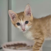 GIROFLE, chat à adopter