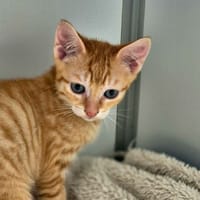 BASILIC, chat à adopter