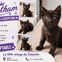 GOTHAM, chatte à adopter