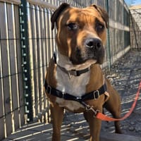 Stella, chienne à adopter