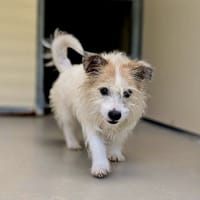 TOBY, chien à adopter