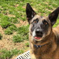Mirka, chienne à adopter