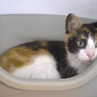 BELLA, chatte à adopter