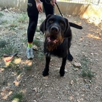 MARCUS, chien à adopter