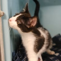 CLOTOCHE, chat à adopter